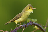 Image. Melodious Warbler