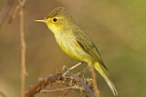 Image. Melodious Warbler