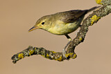 Image. Melodious Warbler