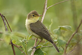 Image. Melodious Warbler