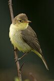 Image. Melodious Warbler