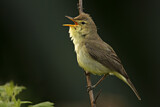 Image. Melodious Warbler