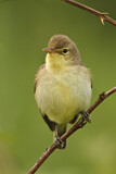 Image. Melodious Warbler