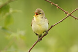 Image. Melodious Warbler