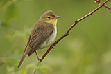 Image. Melodious Warbler