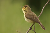 Image. Melodious Warbler