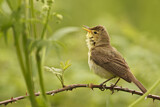 Image. Melodious Warbler