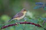 Image. Melodious Warbler