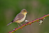 Image. Melodious Warbler