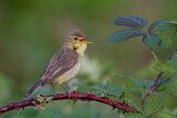 Image. Melodious Warbler