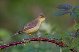 Image. Melodious Warbler