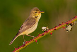 Image. Melodious Warbler