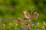 Image. Melodious Warbler
