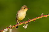 Image. Melodious Warbler