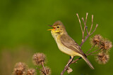 Image. Melodious Warbler