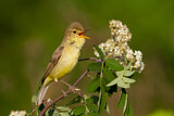 Image. Melodious Warbler
