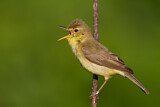 Image. Melodious Warbler