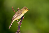 Image. Melodious Warbler