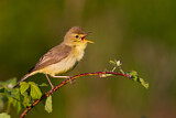 Image. Melodious Warbler