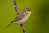Image. Melodious Warbler