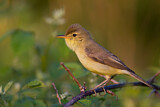 Image. Melodious Warbler