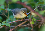 Image. Melodious Warbler