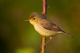 Image. Melodious Warbler
