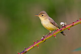 Image. Melodious Warbler