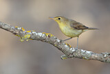 Image. Melodious Warbler