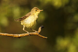 Image. Melodious Warbler