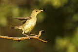 Image. Melodious Warbler