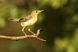 Image. Melodious Warbler