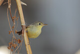 Image. Melodious Warbler