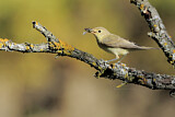 Image. Melodious Warbler