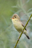 Image. Melodious Warbler