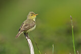 Image. Melodious Warbler