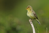 Image. Melodious Warbler