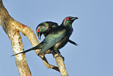 Image. Metallic Starling