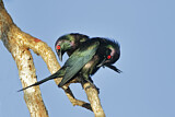 Image. Metallic Starling