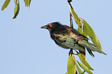 Image. Metallic Starling
