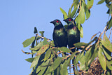 Image. Metallic Starling