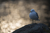 Image. Mew Gull