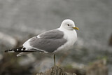 Image. Mew Gull