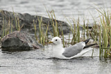 Image. Mew Gull