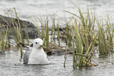 Image. Mew Gull