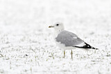 Image. Mew Gull