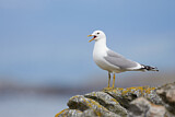 Image. Mew Gull
