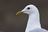 Image. Mew Gull