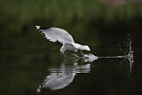 Image. Mew Gull