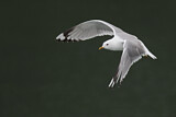 Image. Mew Gull